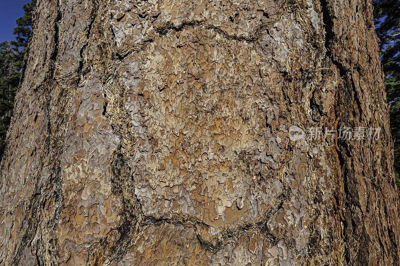 黄松(Pinus ponderosa)，通常被称为黄松(ponderosa Pine)、公牛松(Bull Pine)、黑杰克松(Blackjack Pine)或西部黄松(Western Yellow Pine)，是原产于北美西部的一种分布广泛且多变的松树。黄松是蒙大拿州的官方州树。约塞米蒂娜